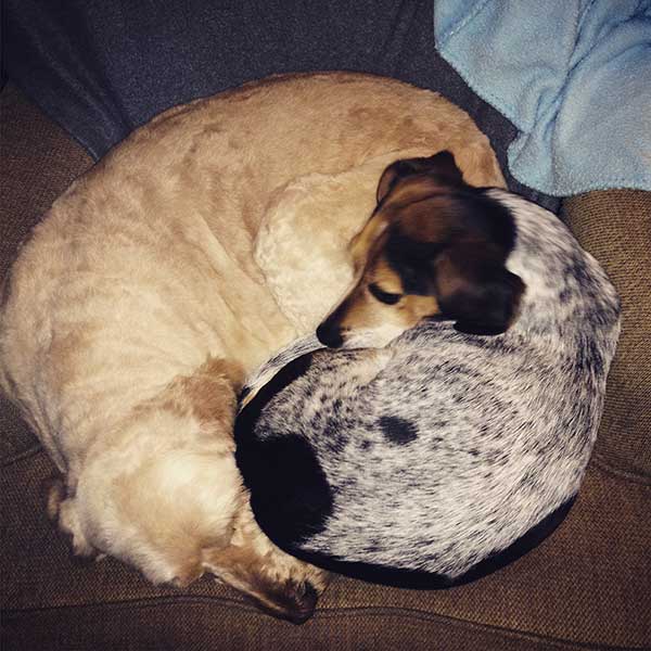 Lola and Baxter cuddling