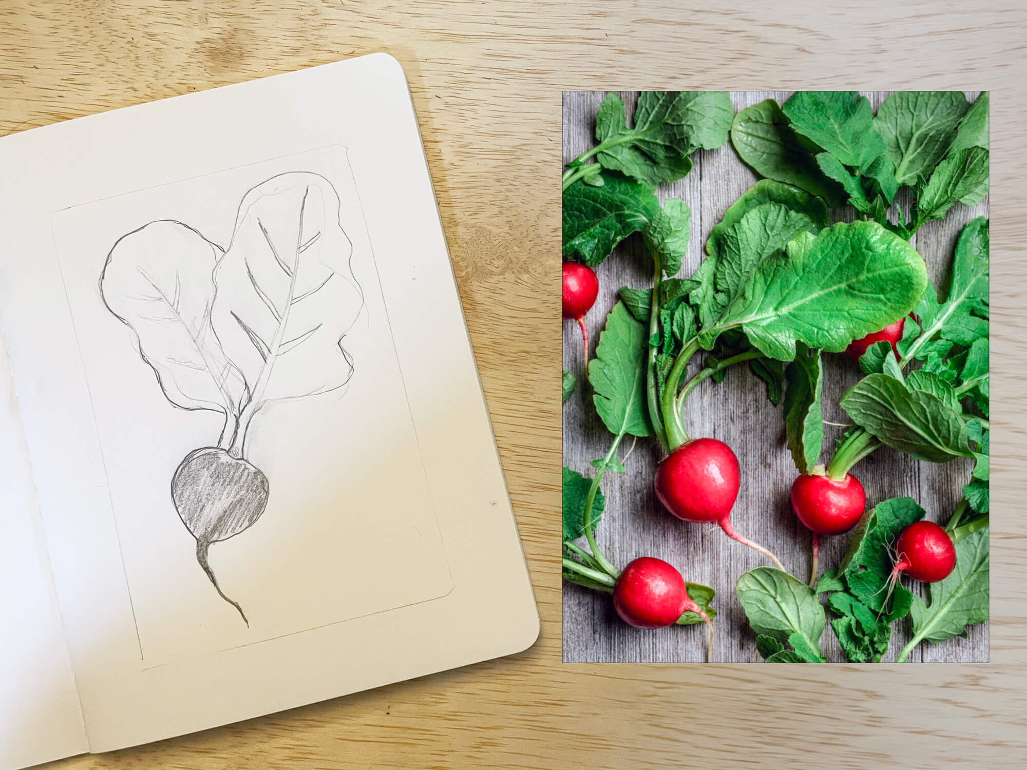 sketch of turnip next to photo of turnip