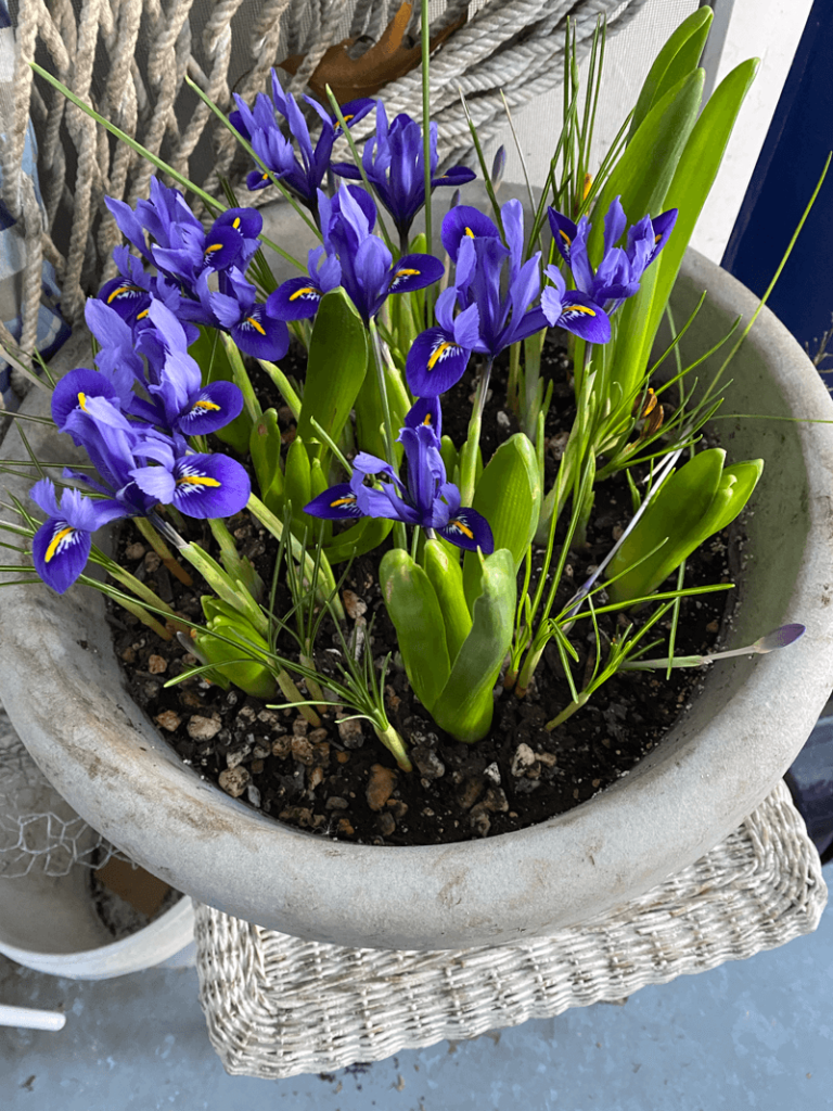 Irises freed from chicken wire